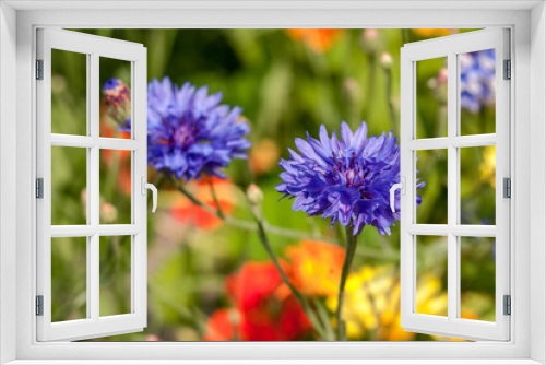 Fototapeta Naklejka Na Ścianę Okno 3D - Cornflower (Centaurea cyanus) in garden