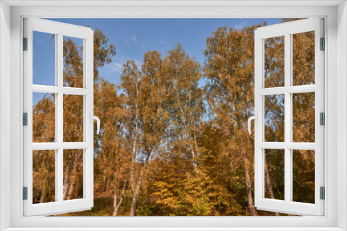 Fototapeta Naklejka Na Ścianę Okno 3D - Bright autumn landscape on a sunny day.