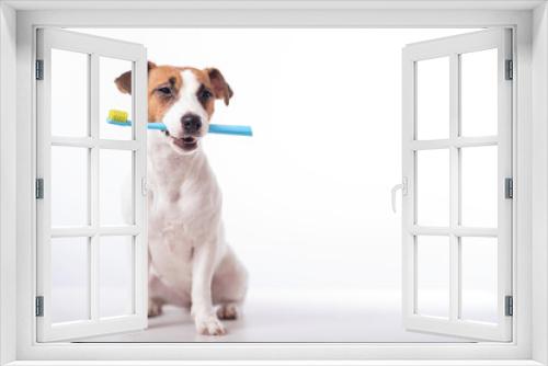 Fototapeta Naklejka Na Ścianę Okno 3D - Smart dog jack russell terrier holds a blue toothbrush in his mouth on a white background. Oral hygiene of pets. Copy space