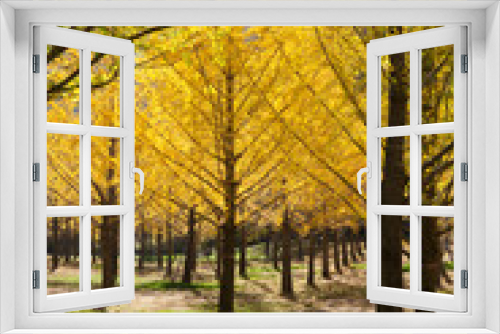 Fototapeta Naklejka Na Ścianę Okno 3D - 홍천 은행나무 숲