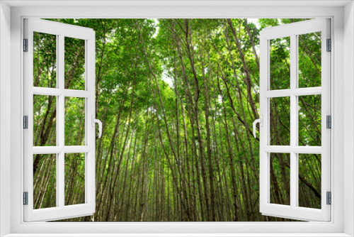 Fototapeta Naklejka Na Ścianę Okno 3D - Beautiful green forest raining day