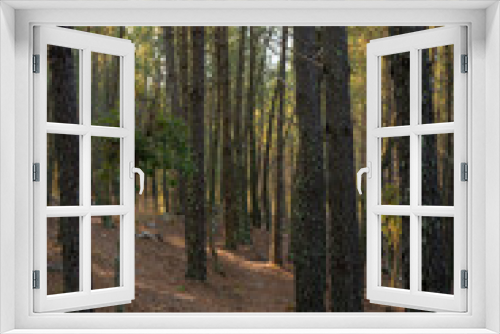 Fototapeta Naklejka Na Ścianę Okno 3D - Pine trees landscape with path for hiking in Alentejo, Portugal