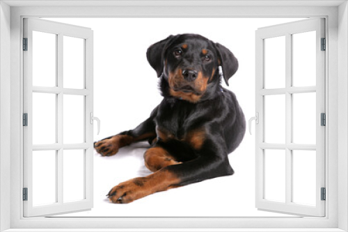 Fototapeta Naklejka Na Ścianę Okno 3D - Rottweiler Puppy1