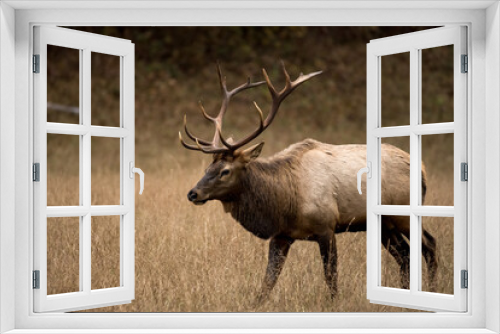 Fototapeta Naklejka Na Ścianę Okno 3D - Three Quarter View of Walking Bull Elk