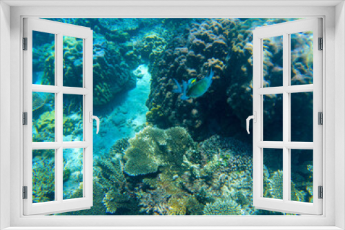 Fototapeta Naklejka Na Ścianę Okno 3D - Yellow dascillus fish in coral reef underwater photo. Exotic fish in nature. Tropical seashore snorkeling or diving.