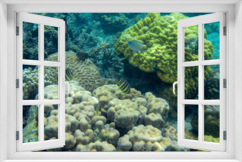 Fototapeta Naklejka Na Ścianę Okno 3D - Longnose butterflyfish fish in coral reef underwater photo. Exotic fish in nature. Tropical seashore snorkeling diving