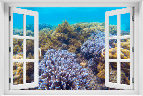 Fototapeta Naklejka Na Ścianę Okno 3D - Exotic seascape with coral reef. Underwater view of tropic sea bottom. Tropical seashore snorkeling or diving