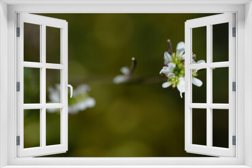 Fototapeta Naklejka Na Ścianę Okno 3D - tiny white flower on a blurred background 