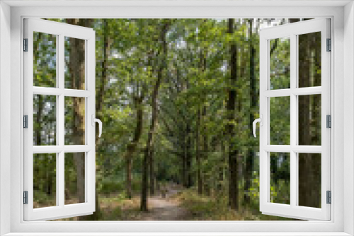 Fototapeta Naklejka Na Ścianę Okno 3D - Naturschutzgebiet Buurserzand, Niederlande