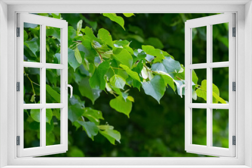 Fototapeta Naklejka Na Ścianę Okno 3D - Linden branch with fresh green leaves on a dark background