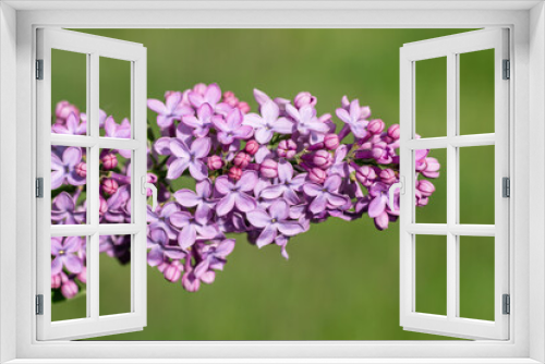 Fototapeta Naklejka Na Ścianę Okno 3D - Lilac flowers close up