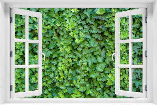 Fototapeta Naklejka Na Ścianę Okno 3D - Green ivy Hedera with glossy leaves and white veins on the wall