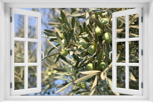 Fototapeta Naklejka Na Ścianę Okno 3D - Green Olive Branch on a sunny day in the Greece garden.