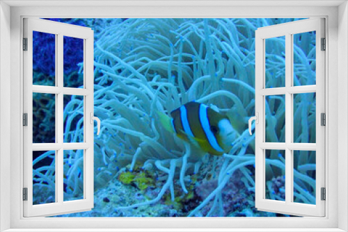 Fototapeta Naklejka Na Ścianę Okno 3D - red sea anemone
