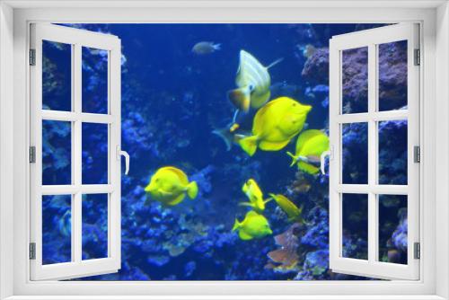 Fototapeta Naklejka Na Ścianę Okno 3D - Tropical Fish