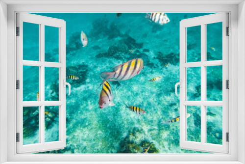 Fototapeta Naklejka Na Ścianę Okno 3D - colorful coral fish 