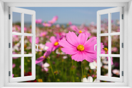 Fototapeta Naklejka Na Ścianę Okno 3D - Pink cosmos flower in a field with blurred background