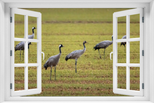 Fototapeta Naklejka Na Ścianę Okno 3D - Grulla en la laguna de Gallocanta, Grua europea