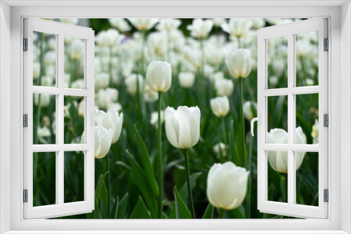 Fototapeta Naklejka Na Ścianę Okno 3D - Garden with amazing white tulips, tulip field