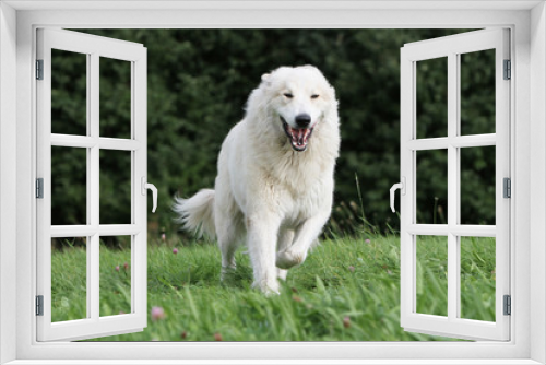 Fototapeta Naklejka Na Ścianę Okno 3D - white and big dog running on the grass