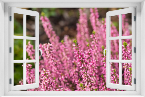 Fototapeta Naklejka Na Ścianę Okno 3D - Blooming purple pink heather flowers, floral natural background, selective focus