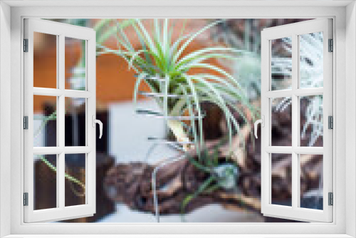 Fototapeta Naklejka Na Ścianę Okno 3D - Succulent on Stand 
