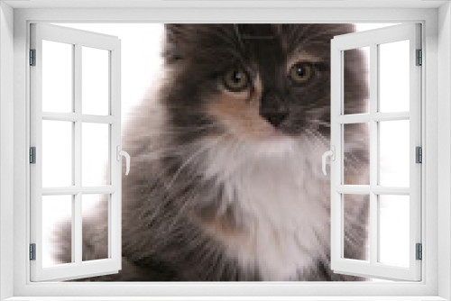Fototapeta Naklejka Na Ścianę Okno 3D - Maine Coon Kitten