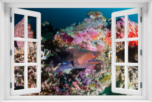 Fototapeta Naklejka Na Ścianę Okno 3D - Giant Moray Eel on a dark coral reef in the Andaman Sea