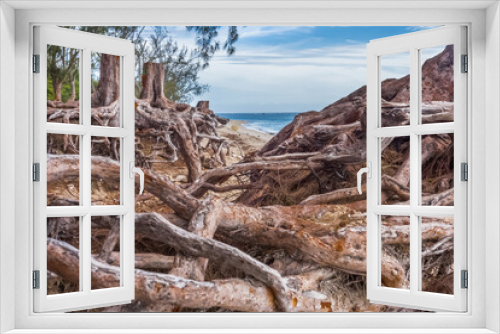 Fototapeta Naklejka Na Ścianę Okno 3D - Racines de filaos déchaussées sur plage de l’Hermitage, Saint-Gilles-les-Bains, île de la Réunion 