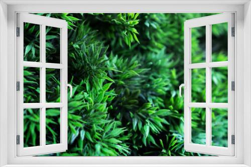 Fototapeta Naklejka Na Ścianę Okno 3D - Green grass as background for designers