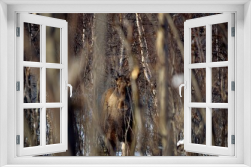 Fototapeta Naklejka Na Ścianę Okno 3D - big calm moose standing in winter forest