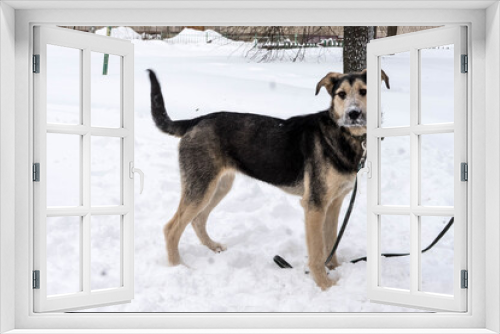 Fototapeta Naklejka Na Ścianę Okno 3D - dark beige stray dog on a leash