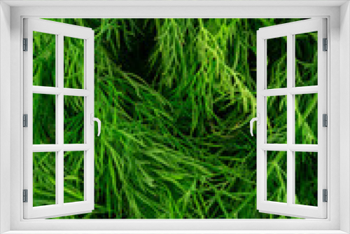 Fototapeta Naklejka Na Ścianę Okno 3D - Fresh green fennel on white background