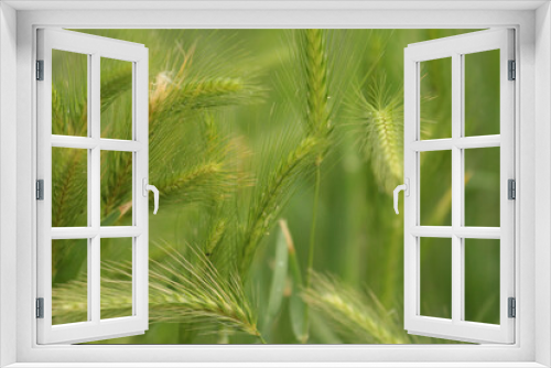 Fototapeta Naklejka Na Ścianę Okno 3D - Getreide