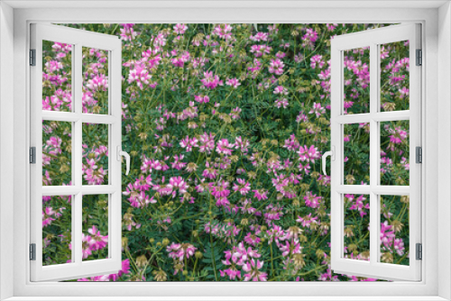 Fototapeta Naklejka Na Ścianę Okno 3D - A glade of pink flowers close up. Small pink flowers on a green background. Wild pea flowers