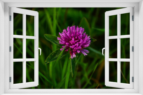 Fototapeta Naklejka Na Ścianę Okno 3D - Spring Flowers , Daisy, Cherry Blossoms , Purple flower