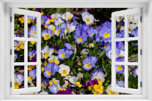 Fototapeta Naklejka Na Ścianę Okno 3D - Heartsease (Viola tricolor) in garden