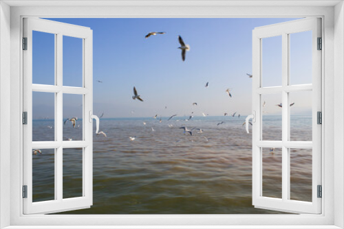 Fototapeta Naklejka Na Ścianę Okno 3D - Seagulls flying above the sea