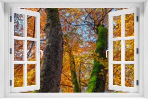 Fototapeta Naklejka Na Ścianę Okno 3D - Buchen im Herbst, Bayern, Deutschland