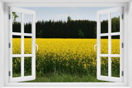 Fototapeta Naklejka Na Ścianę Okno 3D - blühendes Rapsfeld