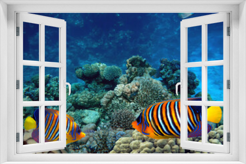 Fototapeta Naklejka Na Ścianę Okno 3D - Beautiful Coloured Hard Coral Reef.