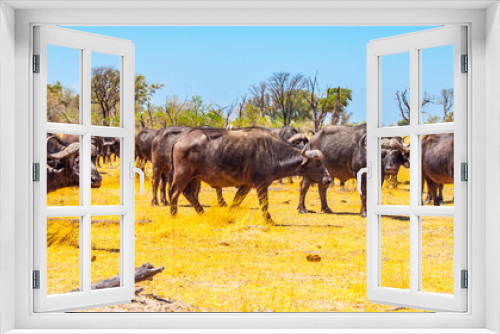 Fototapeta Naklejka Na Ścianę Okno 3D - Herd of African Buffalos