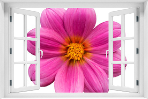 Fototapeta Naklejka Na Ścianę Okno 3D - Pink dahlia isolated on white background close-up