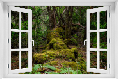 Fototapeta Naklejka Na Ścianę Okno 3D - forest in the forest