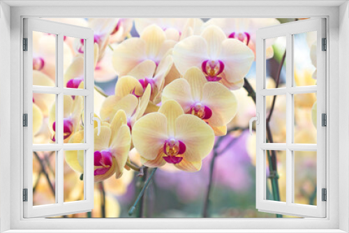 Fototapeta Naklejka Na Ścianę Okno 3D - Group white phalaenopsis orchid flowers in the garden
