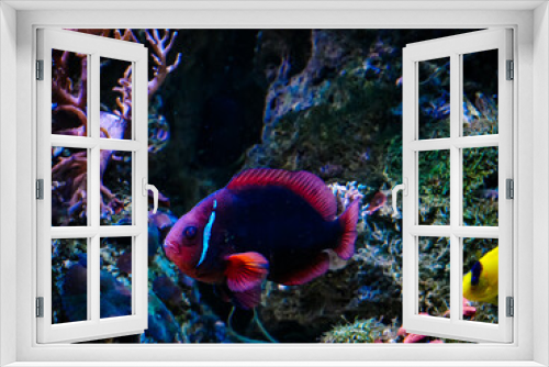 Fototapeta Naklejka Na Ścianę Okno 3D - Red and black tropical fish swimming amongst corals