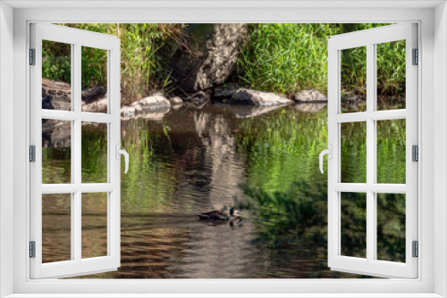 Fototapeta Naklejka Na Ścianę Okno 3D - Duck Into Reflection