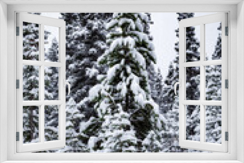 Fototapeta Naklejka Na Ścianę Okno 3D - Snow covered evergreens in a Canadian forest one early fall day.