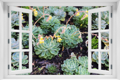 Fototapeta Naklejka Na Ścianę Okno 3D - Succulent Plants