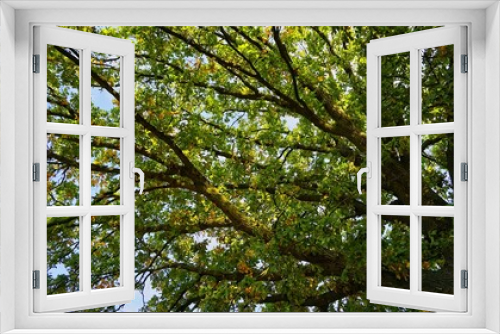 Fototapeta Naklejka Na Ścianę Okno 3D - Baumkrone im Herbst